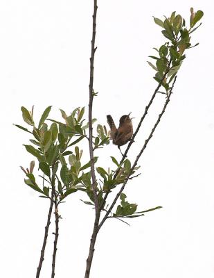 Marsh Wren Singing (*)