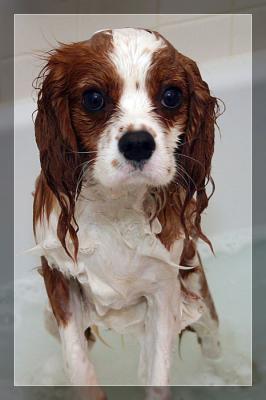 A Wet Dog *