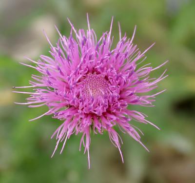 Sense of Sight- Nature's Beauty