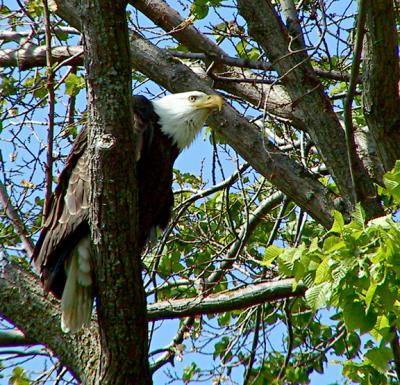 The Sight of a Bald Eagle
