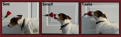 See, Smell & Taste *