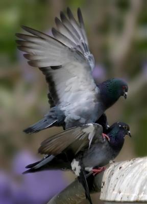 Love by Antoine