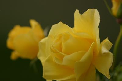 Yellow Rose*