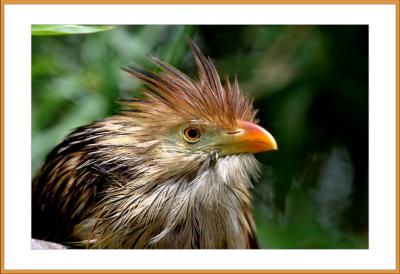 Guira Cuckoo *