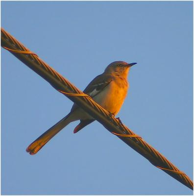 Bird on a wire*