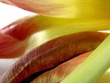TuLIPS*