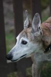 The keen senses of the sighthound
