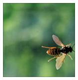 Just buzzing by (*)