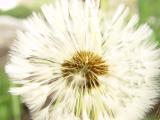 Soft Zoom *