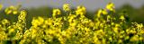 <b>Smell the Colour</b> *