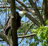 The Sight of a Bald Eagle