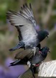 Love by Antoine