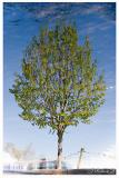* Puddle Tree