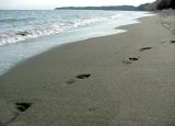 A Quiet Walk on the Beach