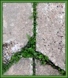 Living In Peace<br>by<br>dave v