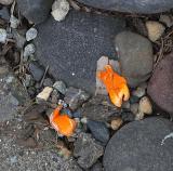 Poppy Petals