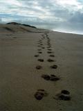 <b>On the Beach</b><br><font size =2>thubleau