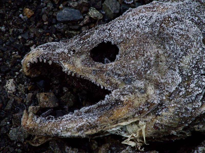 A Frosty End of Life