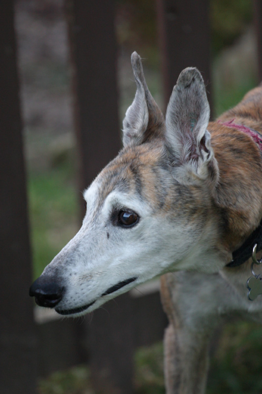 The keen senses of the sighthound