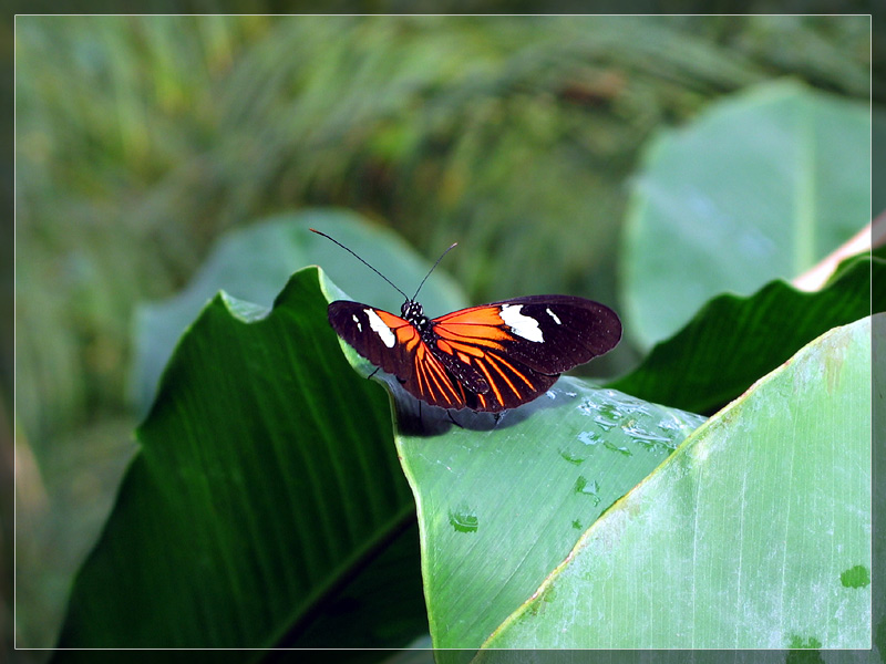 wonderment *