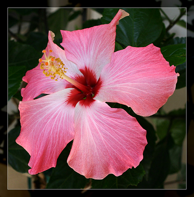<b>Hibicus</b> *