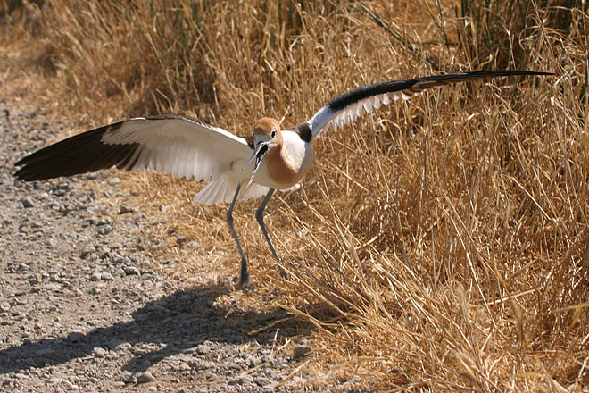 Squawk*