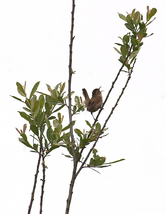 Marsh Wren Singing (*)