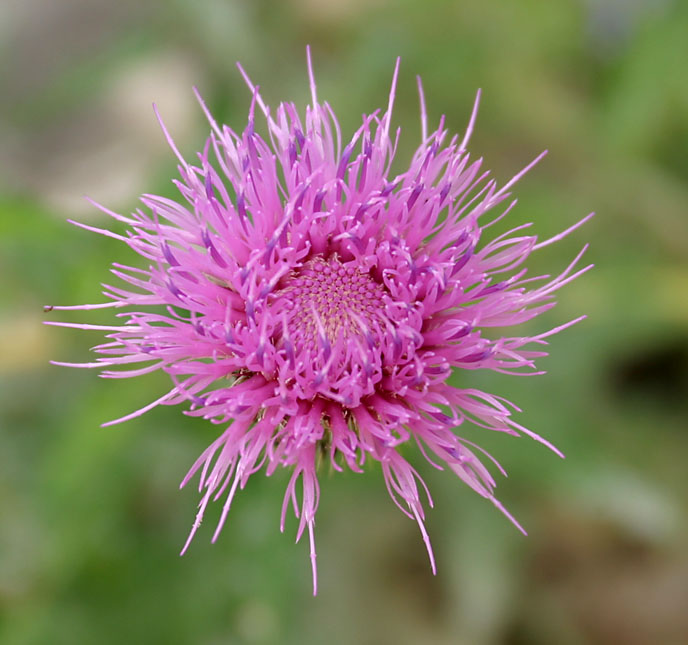 Sense of Sight- Natures Beauty