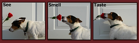 See, Smell & Taste *