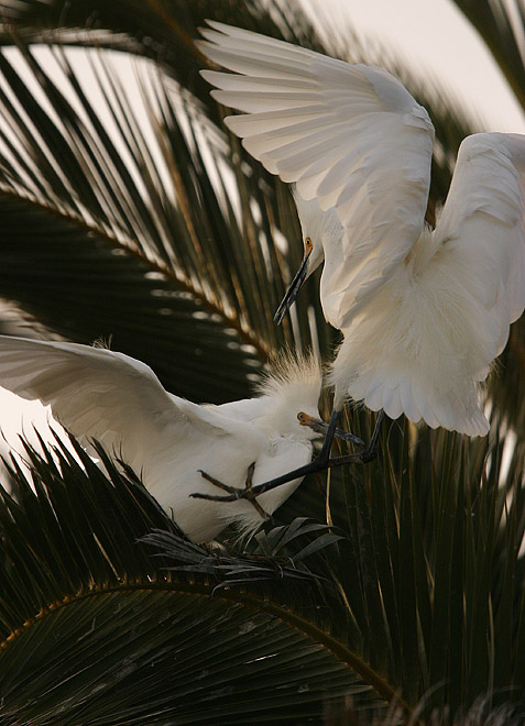 Flying Kick*