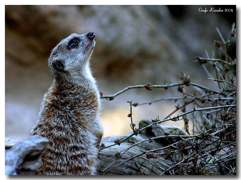 Senses Aware! (*)