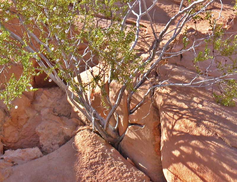 desert_scrub_crop.jpg