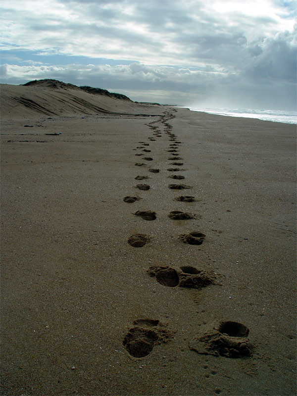 <b>On the Beach</b><br><font size =2>thubleau
