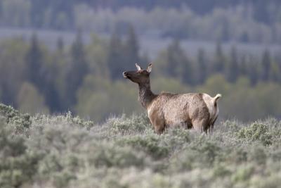 0575 elk near jackson.jpg