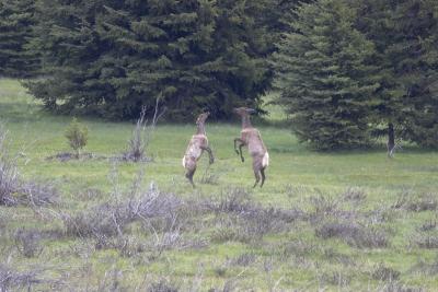 0587 sparing elk near jackson.jpg