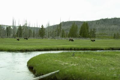 0606 bison scene yellowstone.jpg