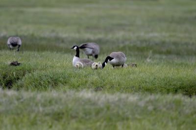 0623 canada geese and chicks yellowstone.jpg