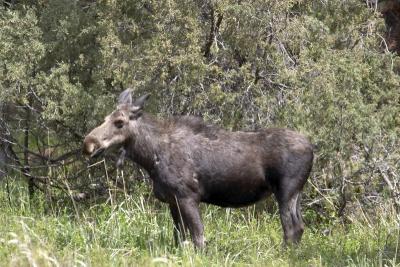 0635 moose east of yellowstone.jpg