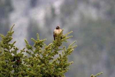 0636 hawk montana.jpg