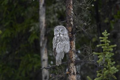 0652 owl montana.jpg