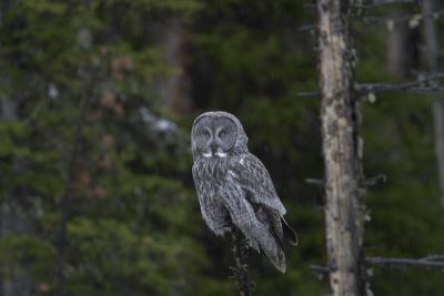 0662 owl montana 2.jpg
