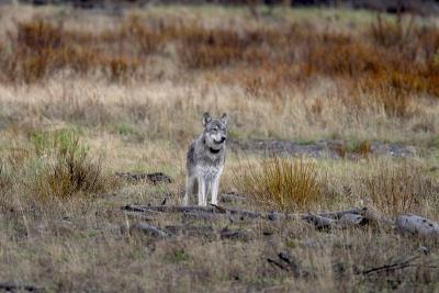 u45/curtlarson/medium/29336120.0668greywolflamarvalleyyellowstone.jpg