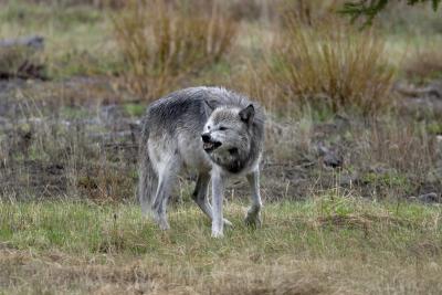 u45/curtlarson/medium/29336127.0790greywolfgrowlingatgrizzlylamarvalleyyellowstone.jpg