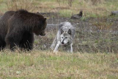 u45/curtlarson/medium/29336128.0793greywolfshowsdeferencetogrizzlylamarvalleyyellowstone.jpg