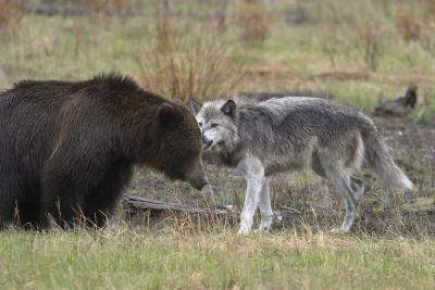 u45/curtlarson/medium/29336129.0795wolfandbearfaceofflamarvalleyyellowstone.jpg