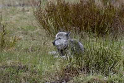 u45/curtlarson/medium/29336130.0803greywolfwaitshisturnlamarvalleyyellowstone.jpg