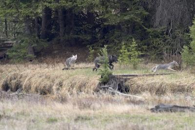 u45/curtlarson/medium/29336136.0873coyotesandwolffightoverkilllamarvalleyyellowstone.jpg