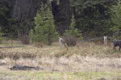 u45/curtlarson/medium/29336137.0875coyotesandwolffightoverkilllamarvalleyyellowstone.jpg