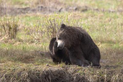 u45/curtlarson/medium/29336139.0894grizzlyscratchesanitch2lamarvalleyyellowstone.jpg
