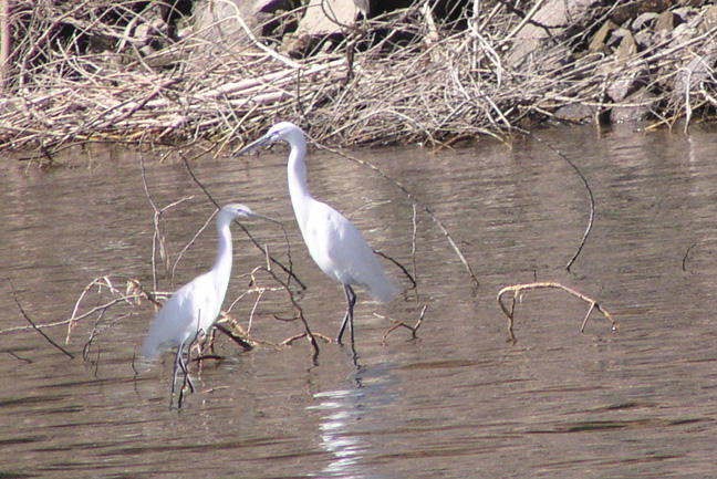 Birds.1.  Egypt is a birders paradise.